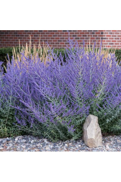 Перовскія Блю Спайр